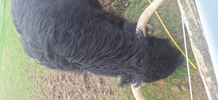 Close-up of shaggy black Highland cow bending to graze, long curved horns framing its head.