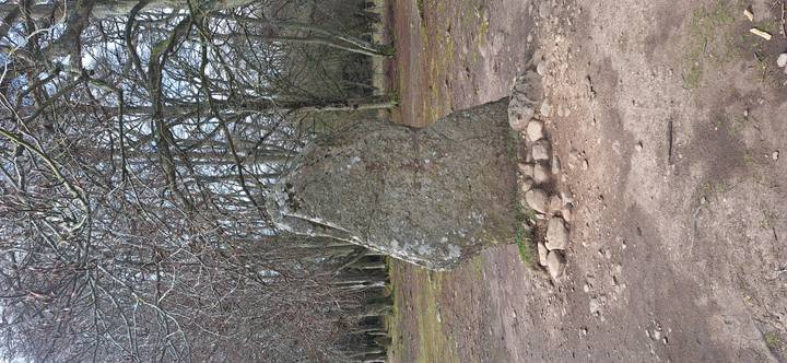 Lichen-covered standing stone surrounded by bare trees in woodland clearing.