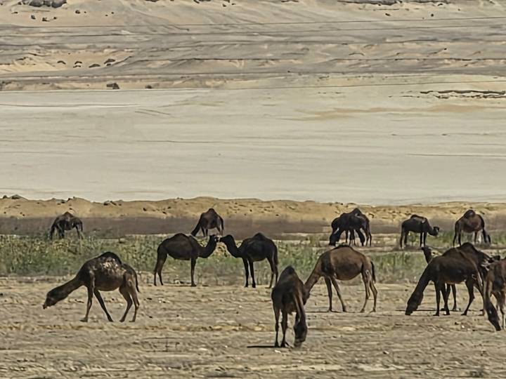 Camel herd grazes on sparse vegetation beside a dry desert lake bed.