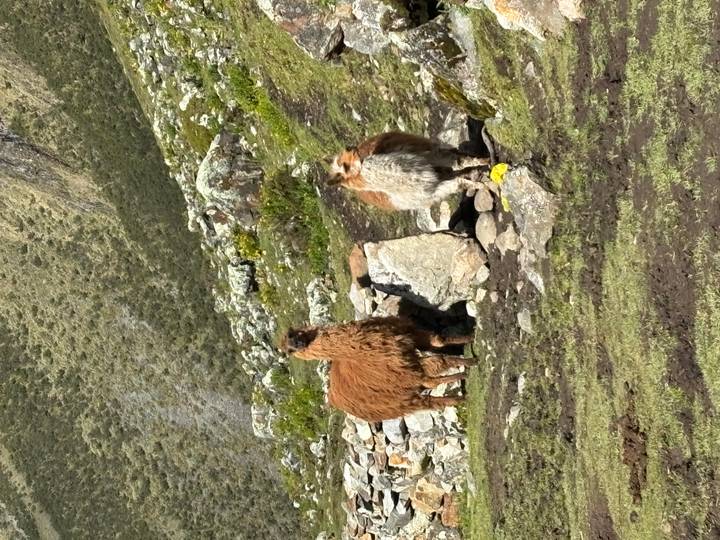 Two shaggy llamas stand alert in a lush Andean pasture bordered by stone walls and high ridges.