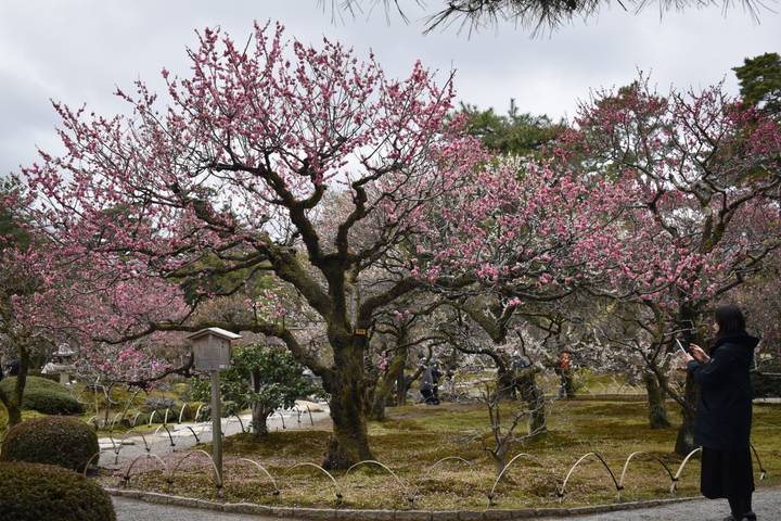 Blooming plum trees with pink blossoms in a landscaped Japanese park while visitors stroll beneath.