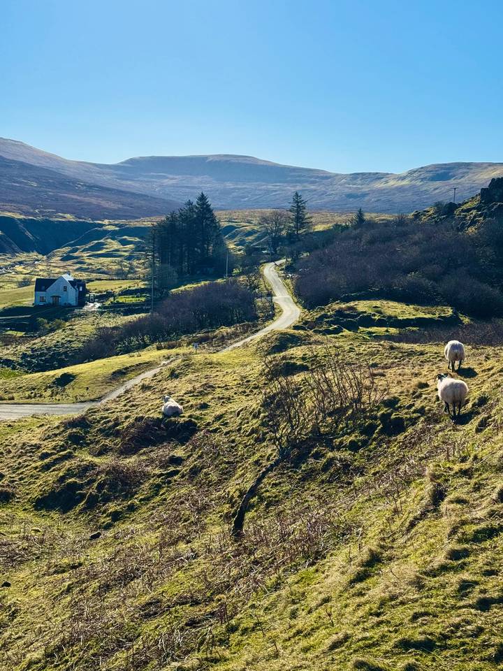 Winding rural road passes sheep-dotted pastures and a lone cottage.