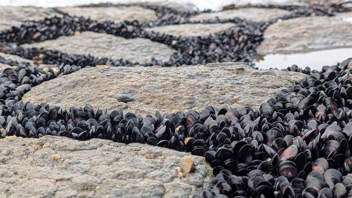 Close-up of dark mussel clusters clinging to coastal rocks at low tide.