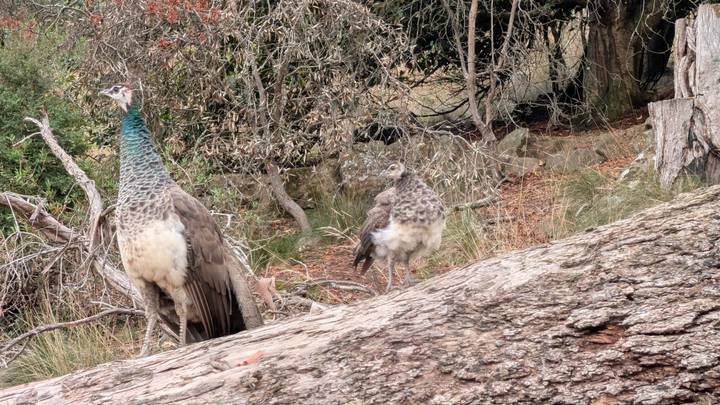 Peahen and juvenile perch on woodland floor amid fallen branches.
