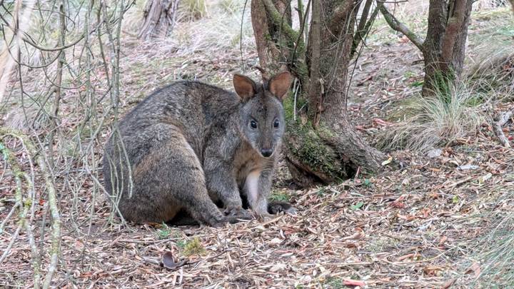 Wallaby crouches beneath shrubs on a leaf-strewn forest floor.