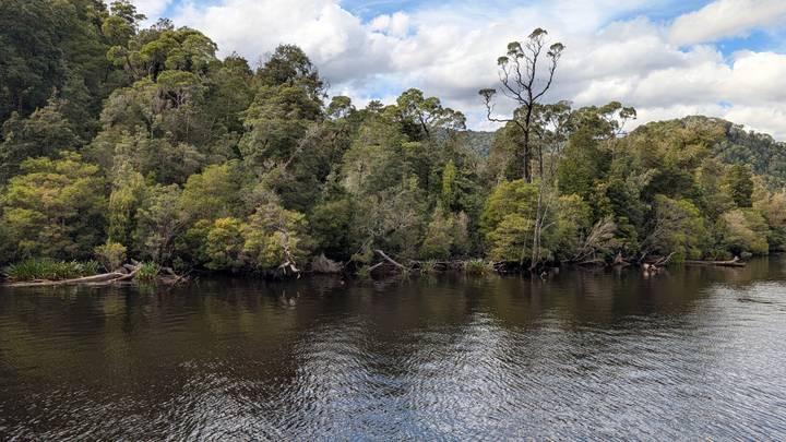 Calm river bordered by thick eucalyptus forest beneath a partly cloudy sky.