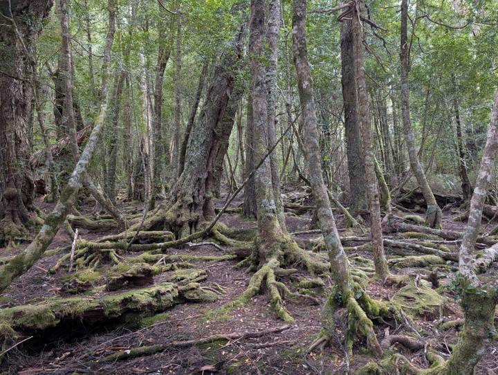 Moss-covered roots and trunks of temperate rainforest trees creating a tangled woodland scene.