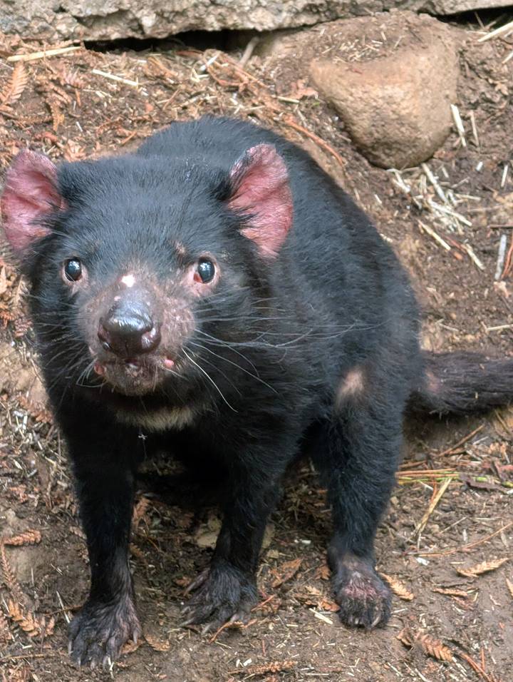 Close-up of a curious Tasmanian devil staring into the camera inside sanctuary enclosure.