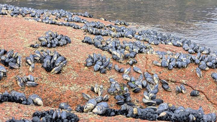 Cluster of black mussels attached to rust-coloured coastal rock beside tidal water.