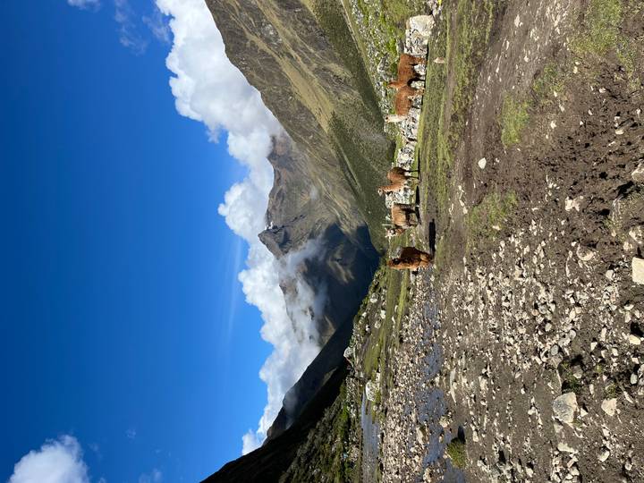 Llamas roaming alpine meadow beneath bright blue Andean sky with clouds.