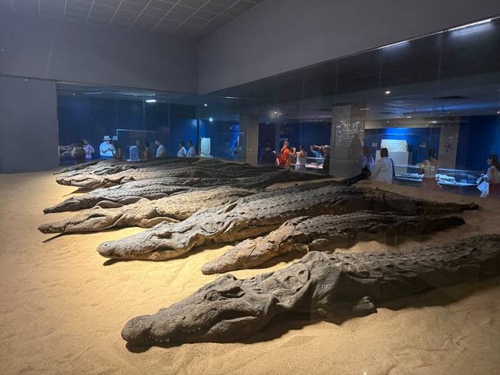 Row of mummified crocodiles displayed behind glass in a dimly lit temple museum.