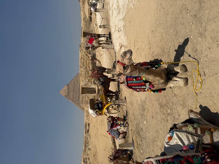 Decorated camels rest on sandy plateau with a pyramid rising behind under clear sky.