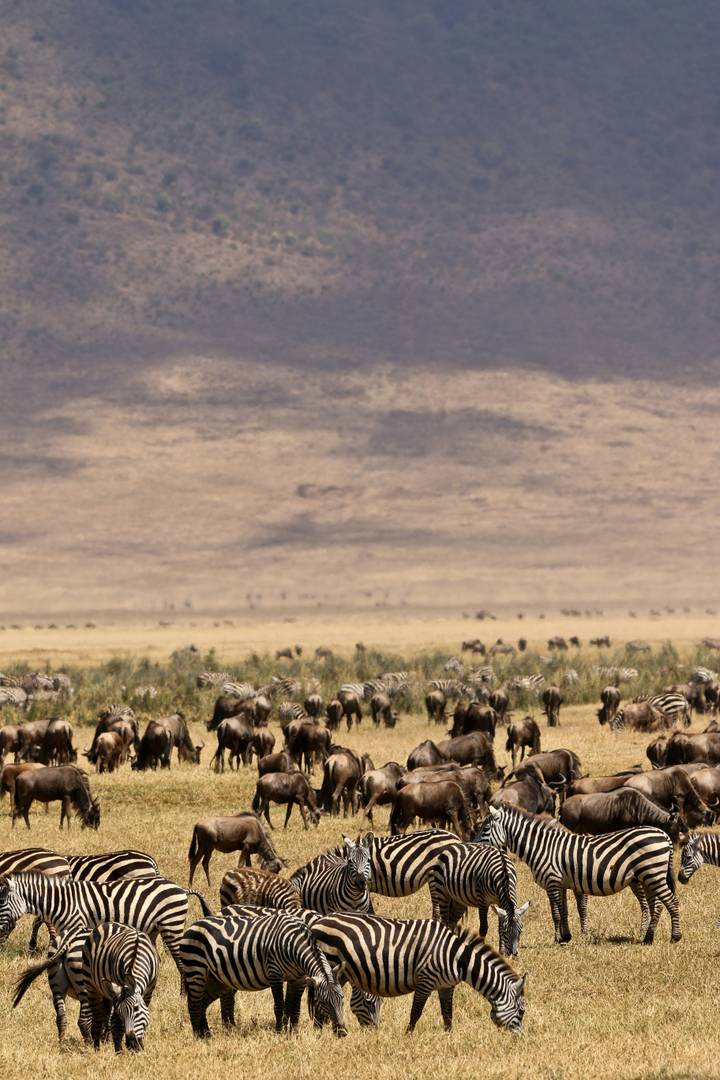 Distant view of mixed zebra and wildebeest herds grazing across a vast savanna with hazy hills beyond.