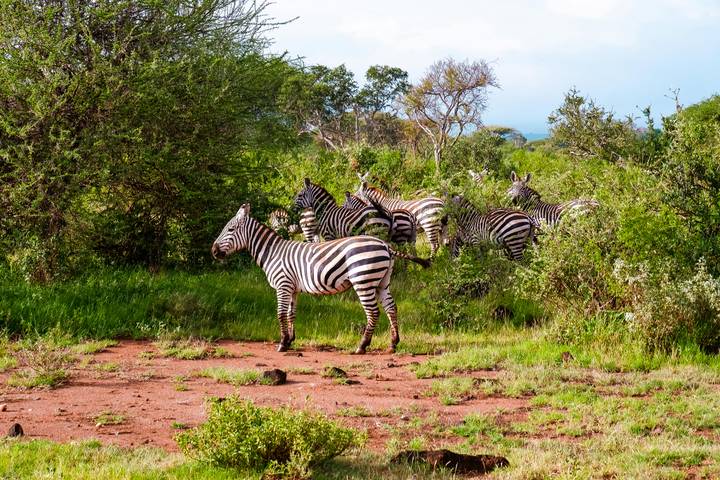 Group of zebras grazing in lush green shrubs and red earth after recent rains.