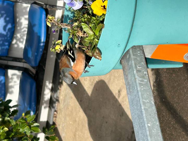 Small bird perches on the rim of a turquoise planter at an outdoor station bench.