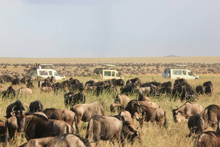 Massive herd of wildebeest graze while safari jeeps observe on the open savanna.