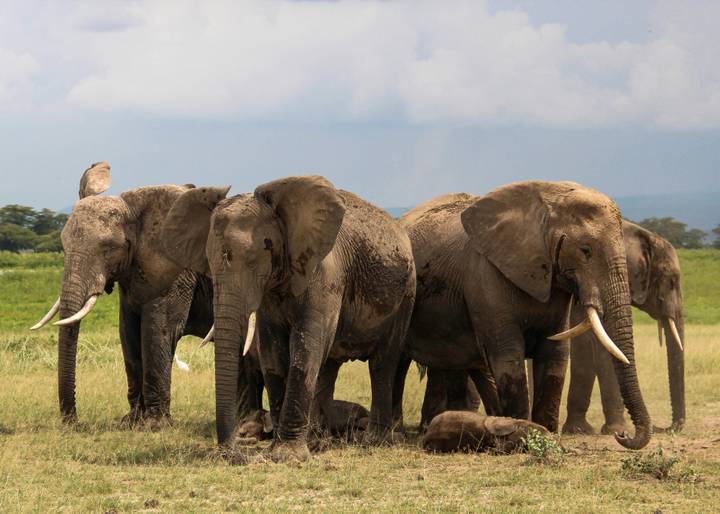Group of African elephants with babies huddle on green grassland under cloudy skies.