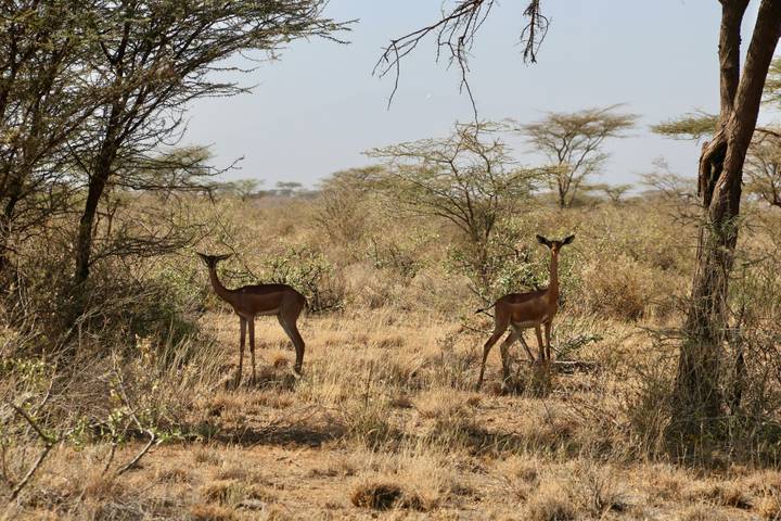 Two slender antelopes standing among dry bushes and acacia trees in a semi-arid savannah landscape.