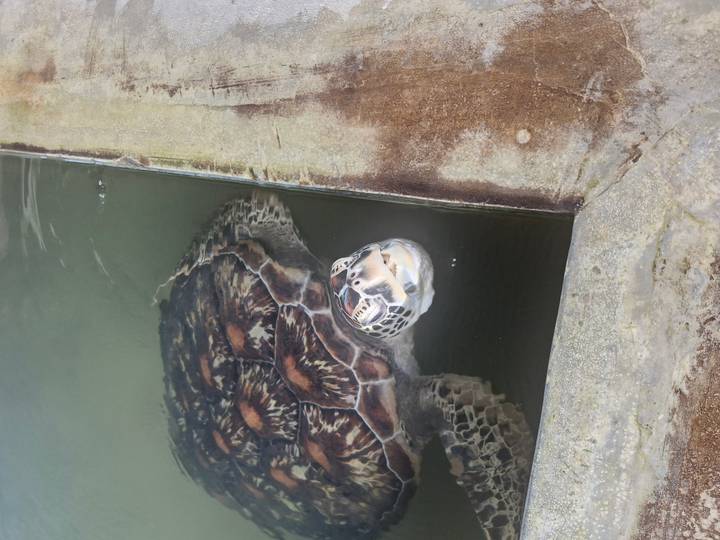A sea turtle surfaces in a conservation tank, its patterned shell visible beneath the water.