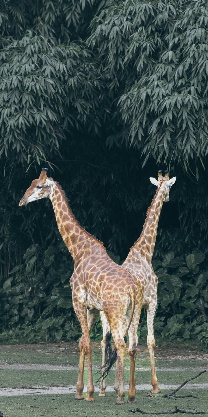 Two giraffes with intertwined necks standing before a dark green forest backdrop.