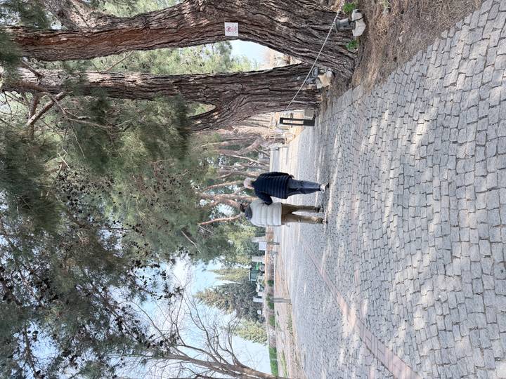 Two older travellers walking hand in hand along a tree-lined cobblestone path.