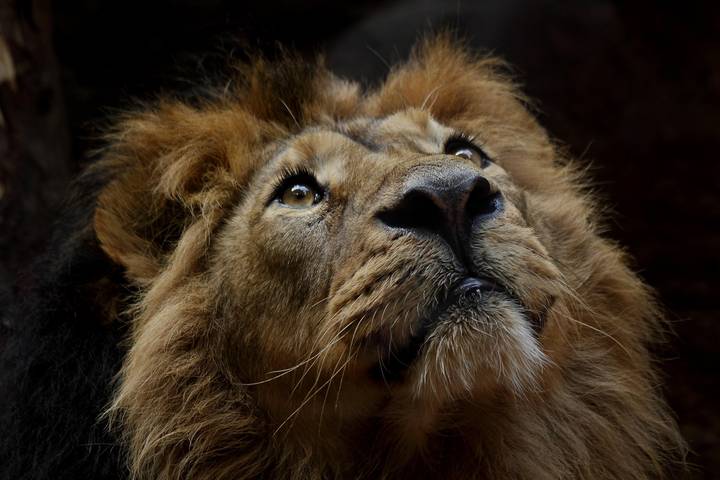 Close-up portrait of a lion gazing upward in soft natural light, highlighting its mane and whiskers