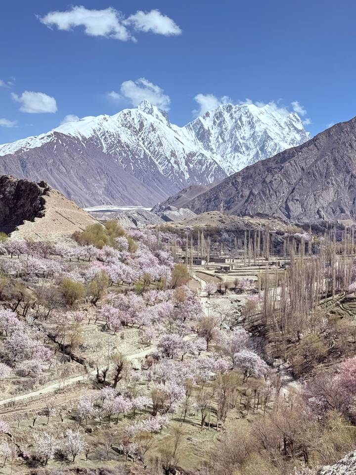 Valley of blooming pink apricot trees beneath towering snow-dusted mountains in northern Pakistan