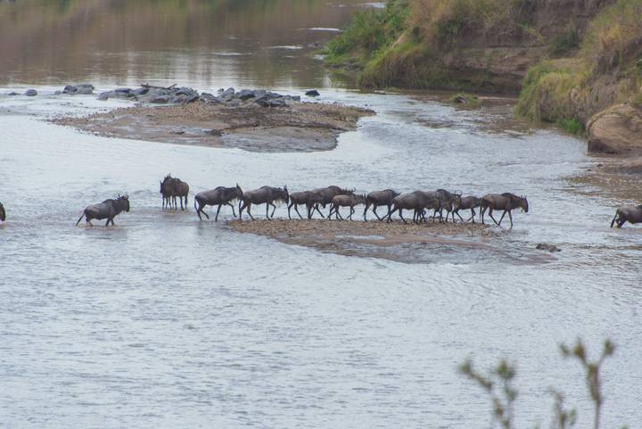 A column of wildebeest wade across a shallow river during migration in the Maasai Mara.