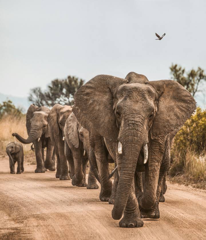 A close line of elephants led by a matriarch strides along a dusty track against scrub and hills.