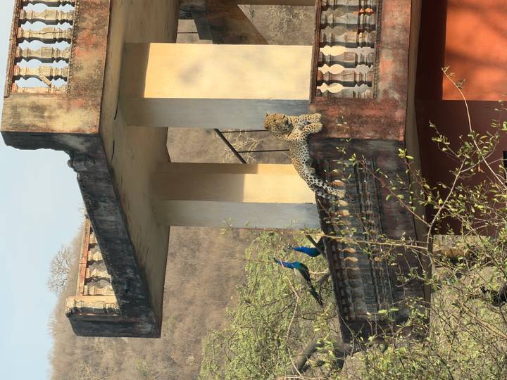 A leopard lounges on the ledge of a weather-worn building while two peacocks stand nearby, with dry hills in the background.