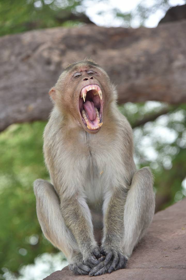 Close-up of a yawning monkey displaying large canines while perched on a branch.