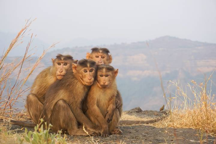 Four young monkeys sit closely together on a rocky ledge with hazy mountains in the background.