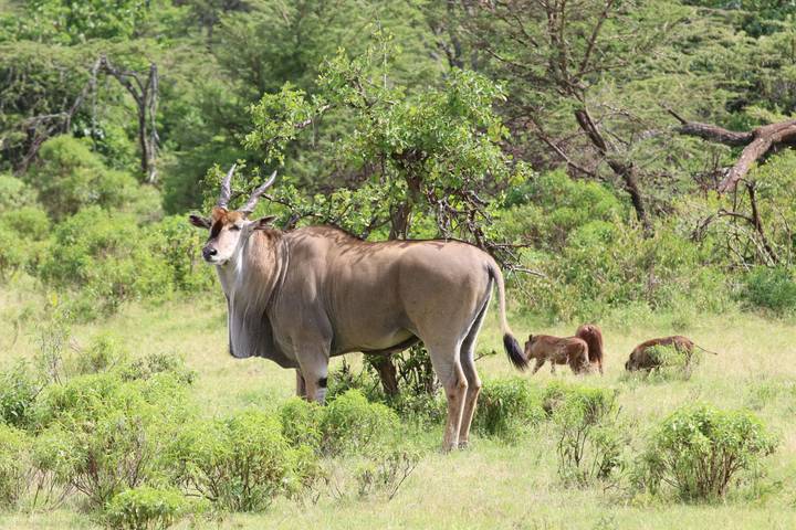 Eland antelope standing alert in green savanna with baboons foraging nearby