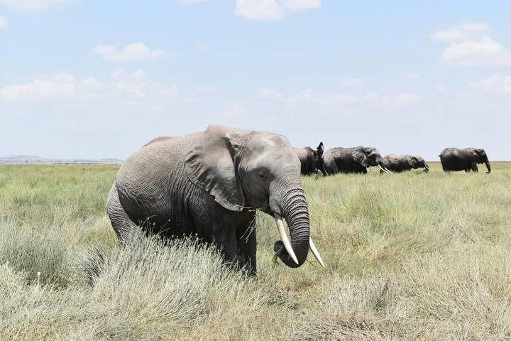 Close elephant leading a small herd across open grassland under a bright sky