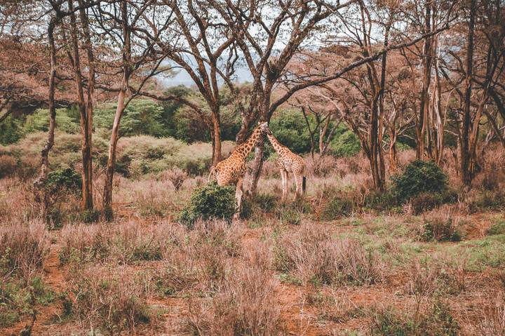 Two giraffes nuzzling beneath tall acacia trees in a dry woodland clearing
