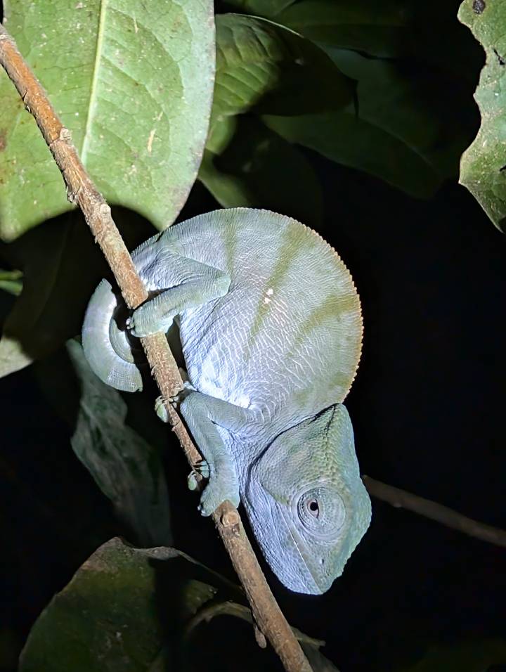 Close-up night photo of a green chameleon clinging to a branch under flash light.