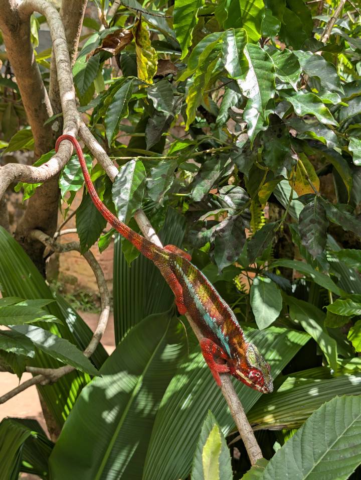 Colorful chameleon clings to a leafy branch in bright daylight.