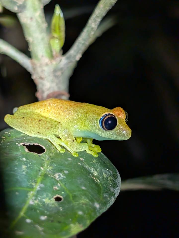 Macro shot of a bright yellow-green tree frog perched on a leaf at night.