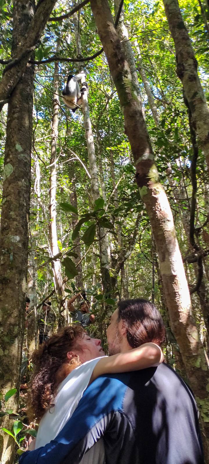 Sun-dappled tropical forest scene with tall thin trees, slightly out of focus.