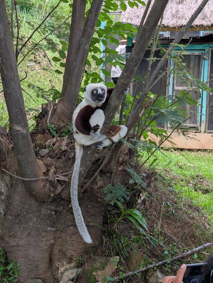 Lemur clings to a tree trunk, staring wide-eyed within lush green surroundings.