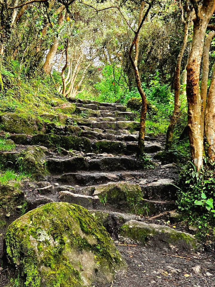 Moss-covered ancient stone steps ascending through lush cloud forest