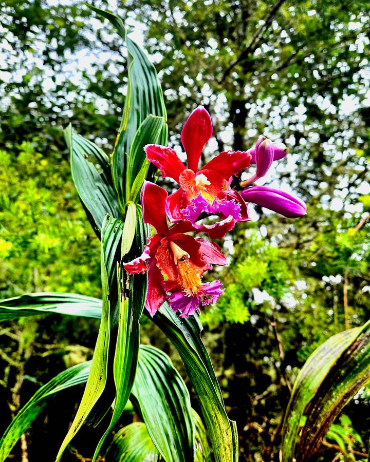 Vibrant red and purple orchid blossoms set against blurred green foliage
