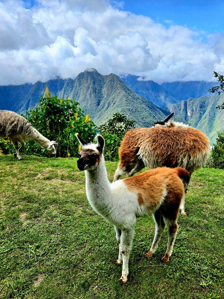 Llamas grazing on grassy terrace with high green Andean peaks behind
