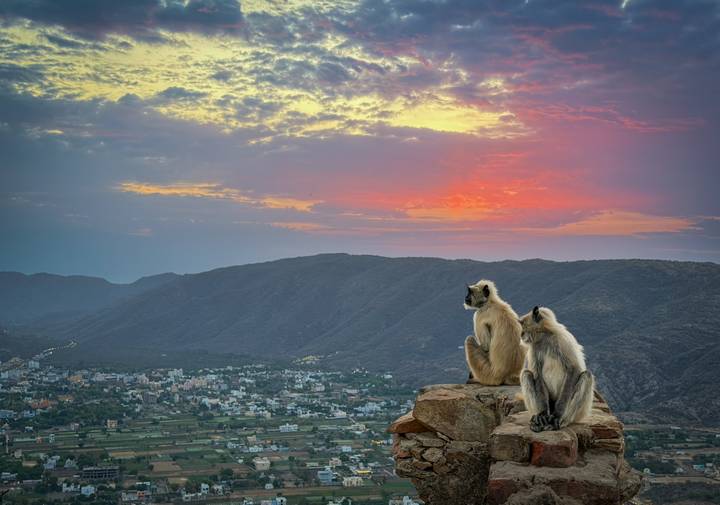 Two langur monkeys sit on a rock ledge overlooking a valley and town beneath a vibrant sunset sky