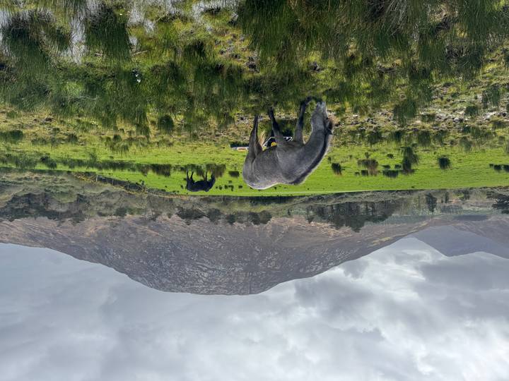Two horses grazing on a lush green meadow with a rugged mountain backdrop under a grey sky.