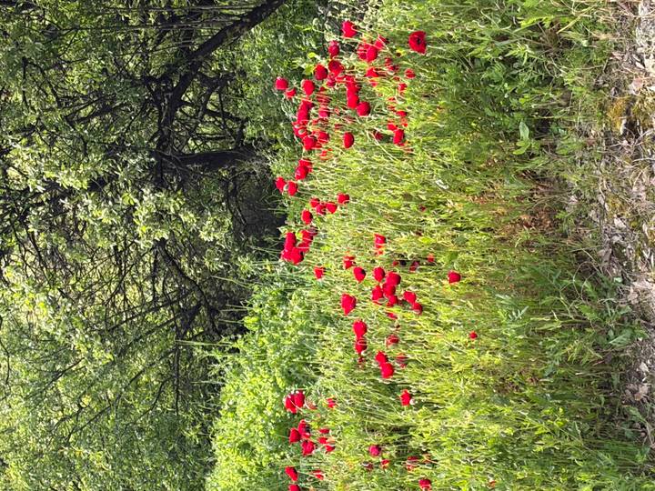 Field of bright red poppies against lush green woodland backdrop