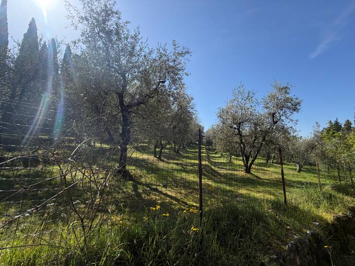 Sunlit olive grove on a gentle hillside with long shadows and clear blue sky.