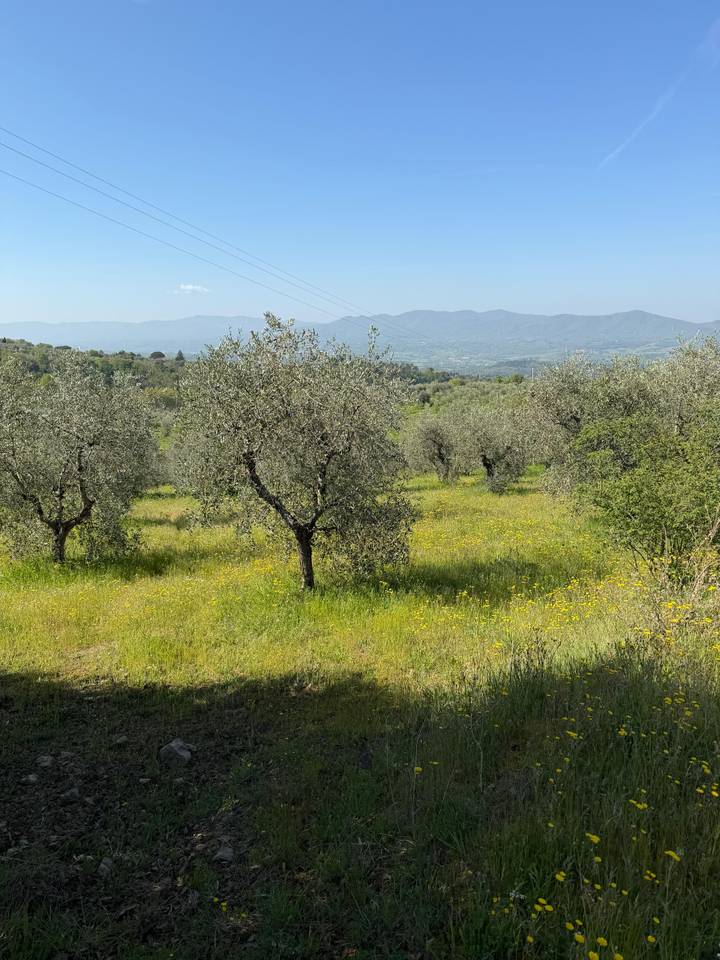 Olive grove dotted with yellow wildflowers stretching toward distant blue mountains