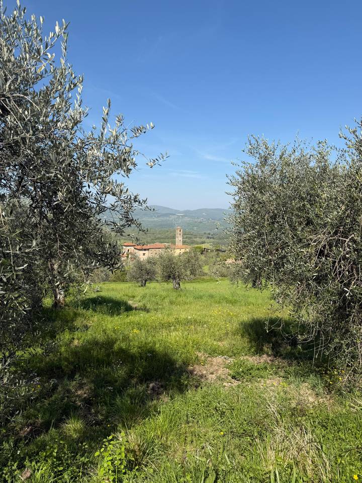 Tuscan church tower and village framed by olive trees with green meadows in the foreground