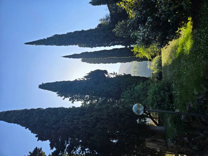 Back-lit tall cypress trees creating dramatic silhouettes against a clear morning sky